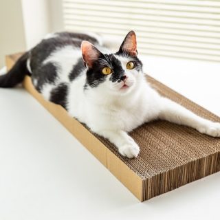 Sklep Koci, Koci ... Drapki!