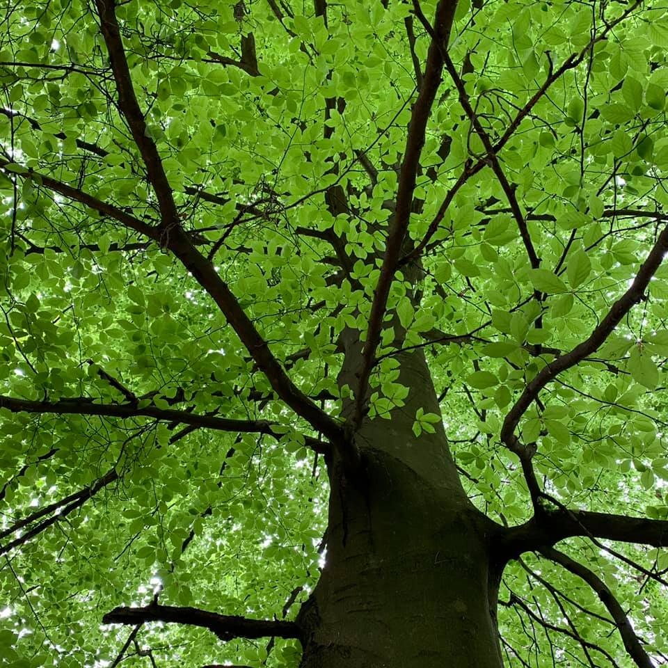 Plakat w dłoń! Przegląd plakatu ekologicznego!