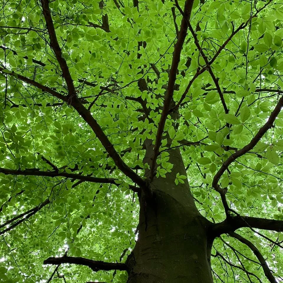 Plakat w dłoń! Przegląd plakatu ekologicznego!