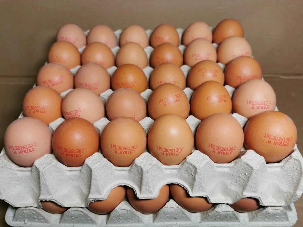 Salmonella w jajkach! Ostrzeżenie Głównego Inspektoratu Sanitarnego
