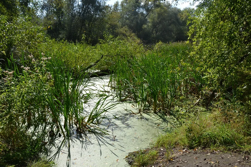 Mieszkaniec Rudy Śląskiej utknął w bagnie. Odnaleźli go świętochłowiccy dzielnicowi