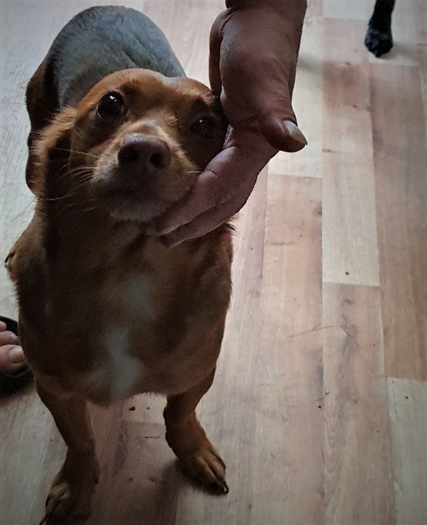 Dzięki policjantce z Łazisk Górnych "Misiek" znalazł nowy dom