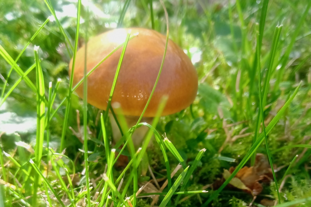 Grzybiarze - apel o rozwagę!