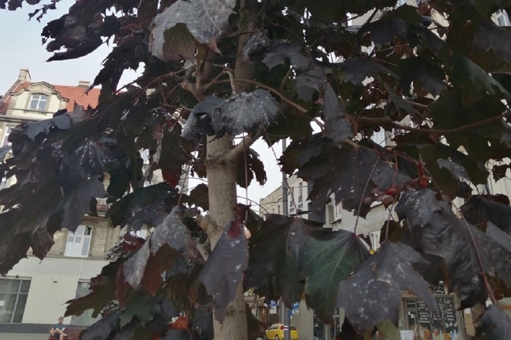 Ekipy zieleniarskie zadbają o drzewa na Rynku