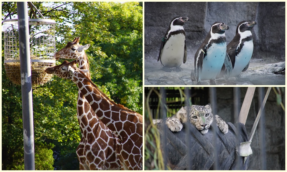 Tłumy gości chciały zobaczyć zwierzaki z chorzowskiego zoo. Hitem w tym roku są pingwiny