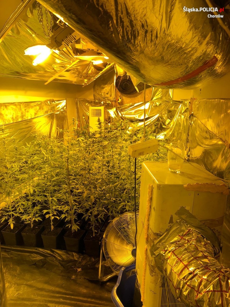 Chorzowscy policjanci zlikwidowali domową plantację konopii