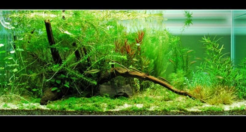 Uprawa roślin akwariowych Anubias - podstawowe informacje