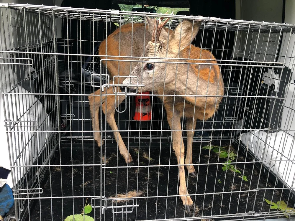 Strażnicy miejscy uratowali sarnę, która utknęła w płocie stadionu OSIR Skałka