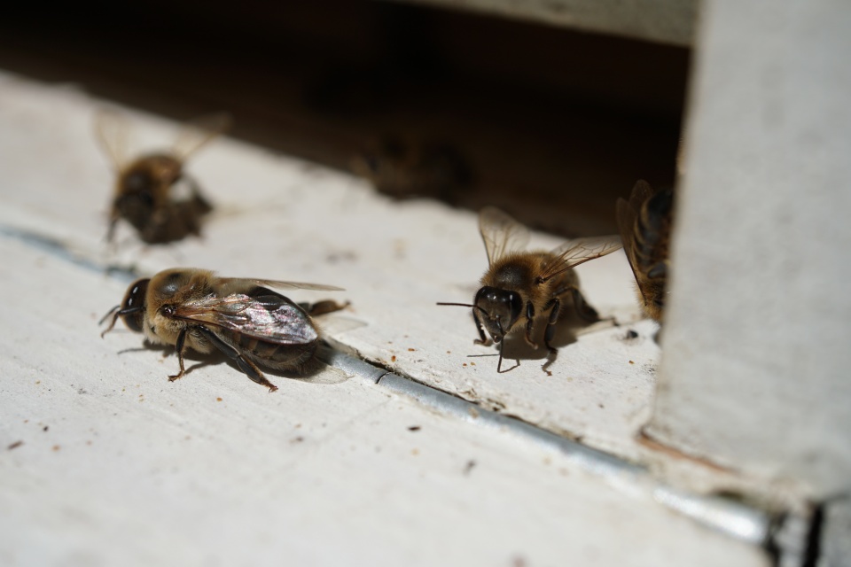 "Bee Sjesta" -  Interdyscyplinarny Festiwal Ekologiczny w MOK-u