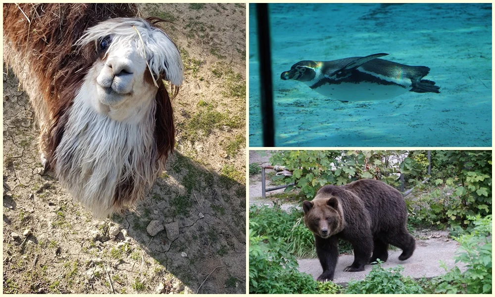 Śląski Ogród Zoologiczny: Tłumy gości chciały zobaczyć w niedzielę zwierzaki