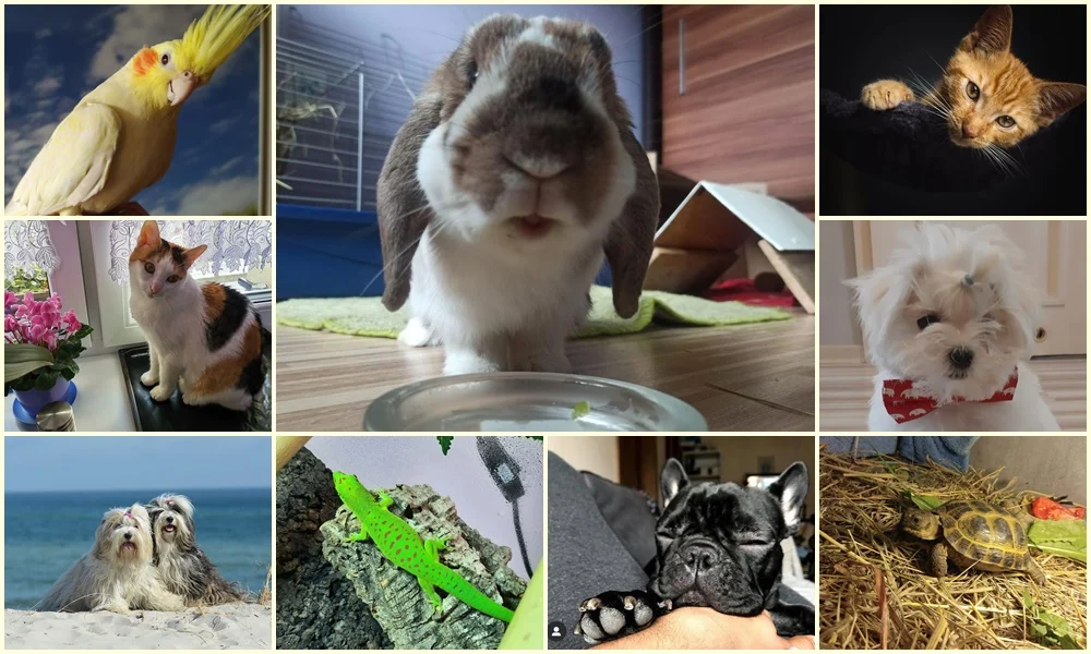 4 października obchodziliśmy Światowy Dzień Zwierząt. Oto pupile naszych Czytelników