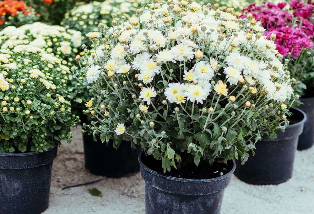 Miasto apeluje o wsparcie sprzedawców kwiatów i zniczy przy rudzkich cmentarzach