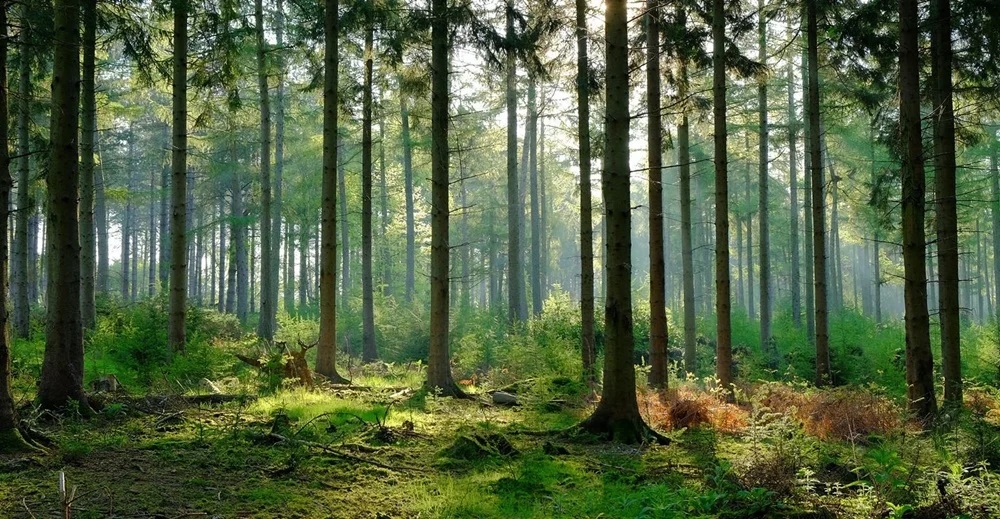 Czyste Orzesze - nie śmiecimy, sprzątamy