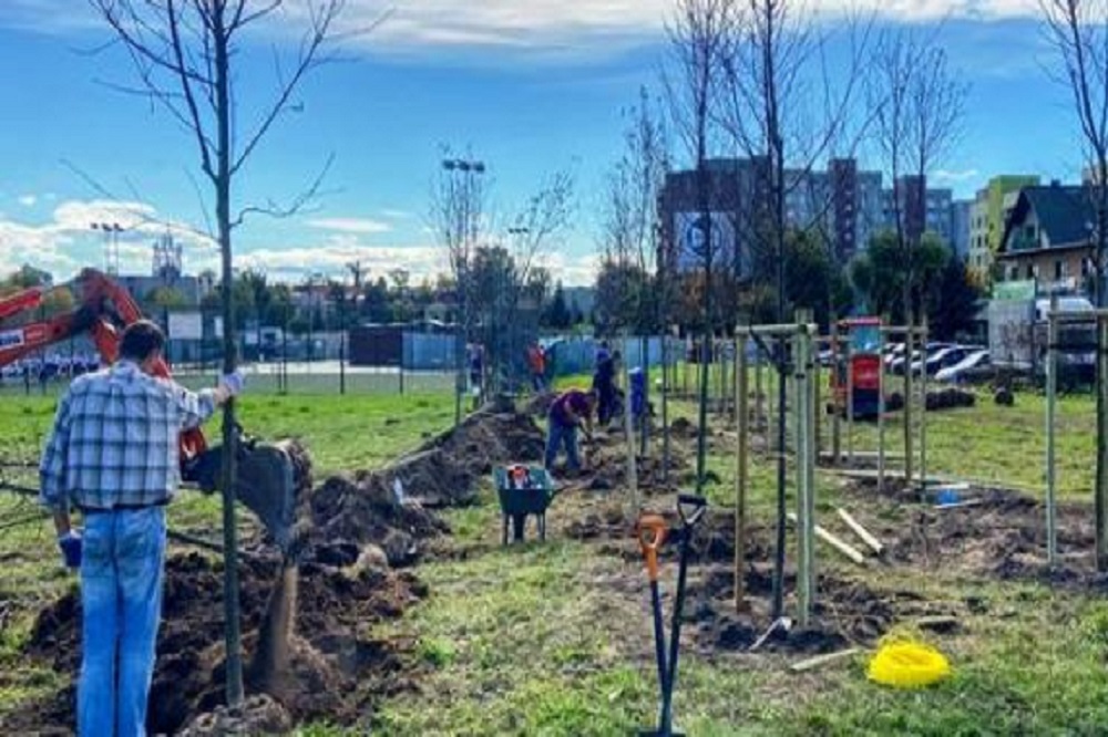 Sadzenie drzew w nowym parku