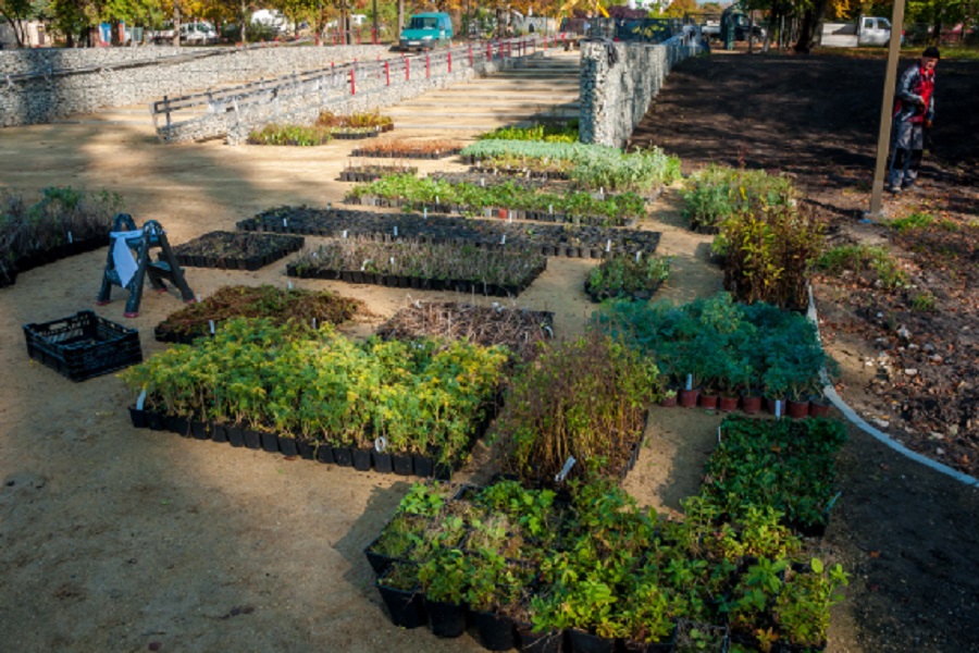 Rozpoczynają się nasadzenia 47 tysięcy krzewów i drzew