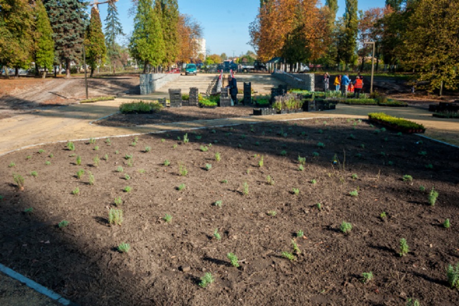 Rozpoczynają się nasadzenia 47 tysięcy krzewów i drzew