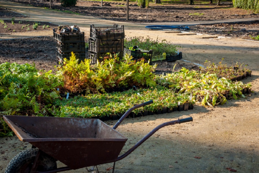 Rozpoczynają się nasadzenia 47 tysięcy krzewów i drzew