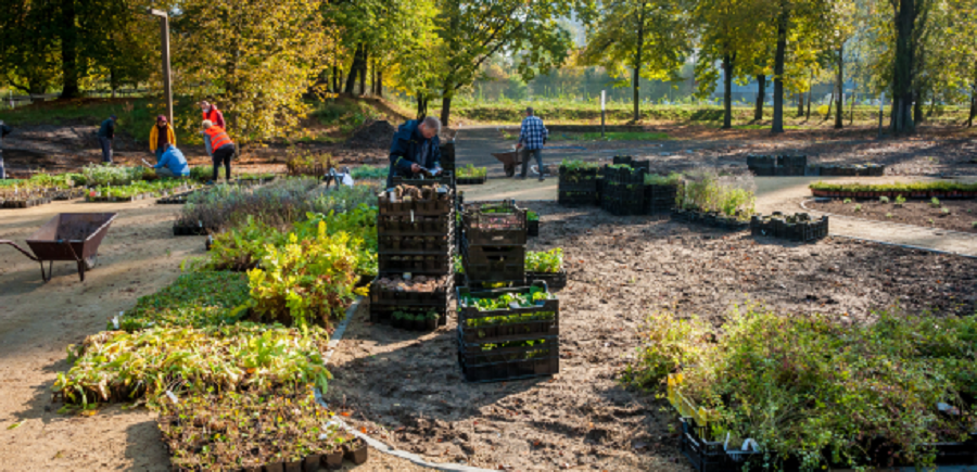 Rozpoczynają się nasadzenia 47 tysięcy krzewów i drzew