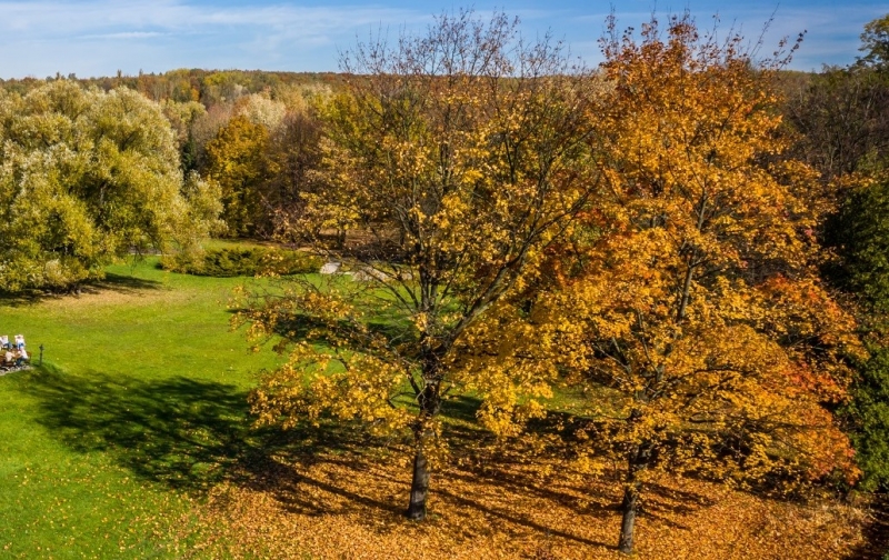 Konkurs fotograficzny z okazji Dnia Drzewa w Parku Śląskim!