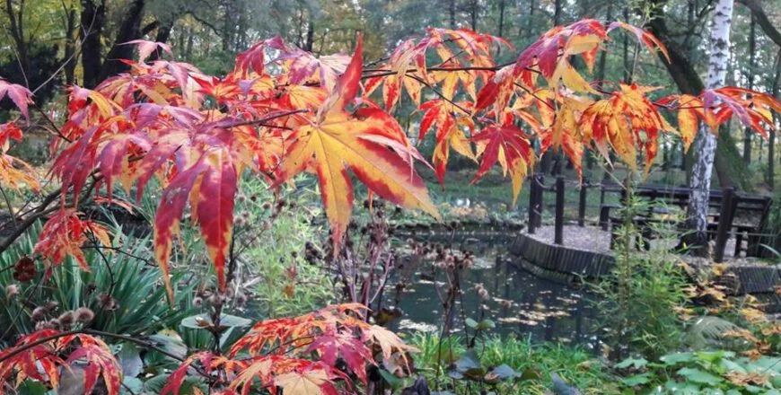 Niebawem zakończenie sezonu w Miejskim Ogrodzie Botanicznym!