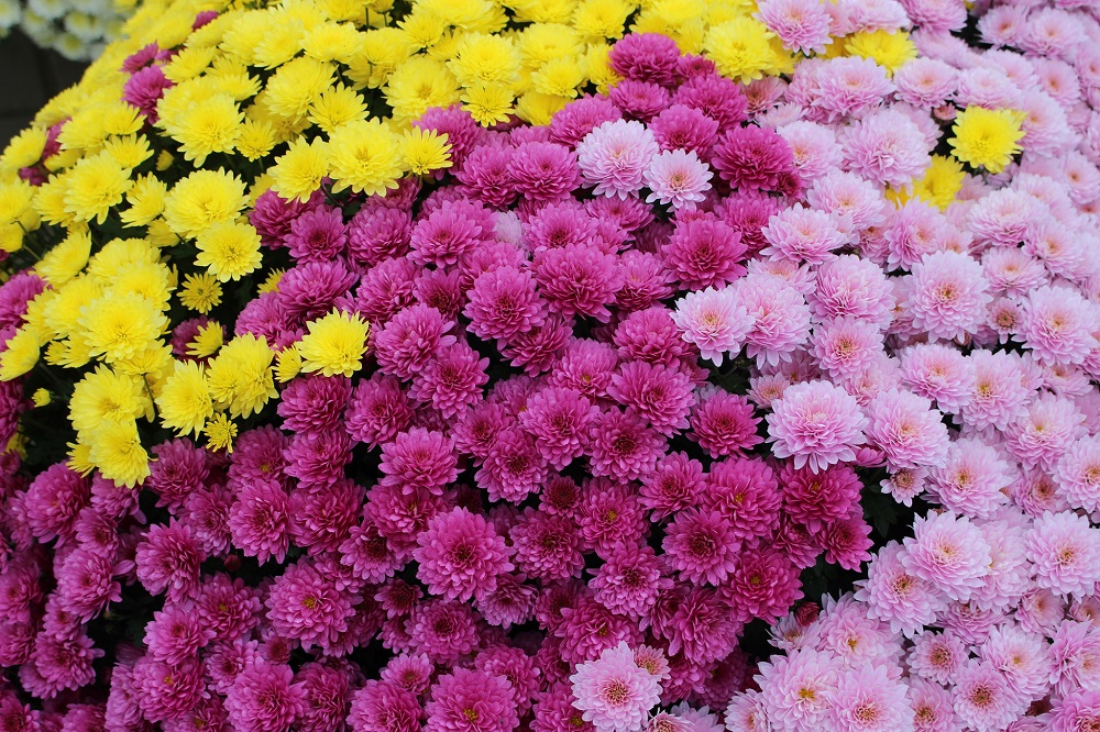 Na parkingu stadionu lekkoatletycznego trwa giełda kwiatowa