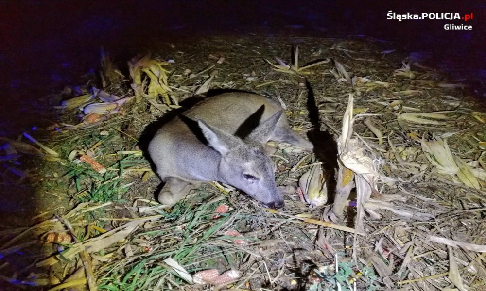 Uwaga na zwierzęta na drodze!