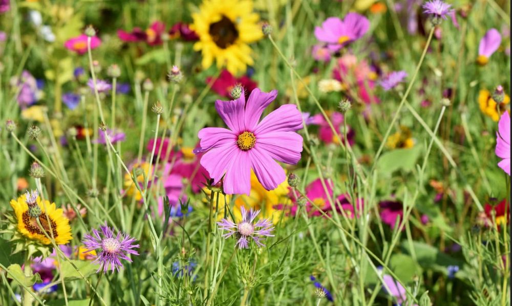 Metropolitalne Łąki Kwietne - kolejna edycja