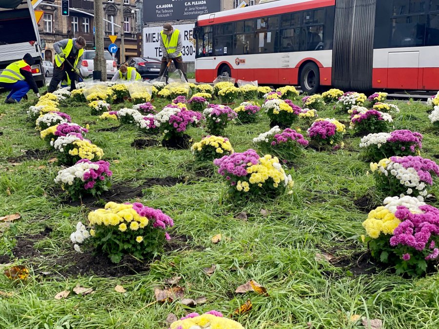 Kwiaty ozdobiły skwer przy ul. Miarki
