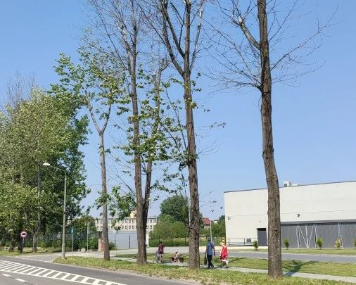 Bytom: Drzewa przy ul. Narutowicza zagrażają pieszym i kierowcom. Konieczna jest wycinka