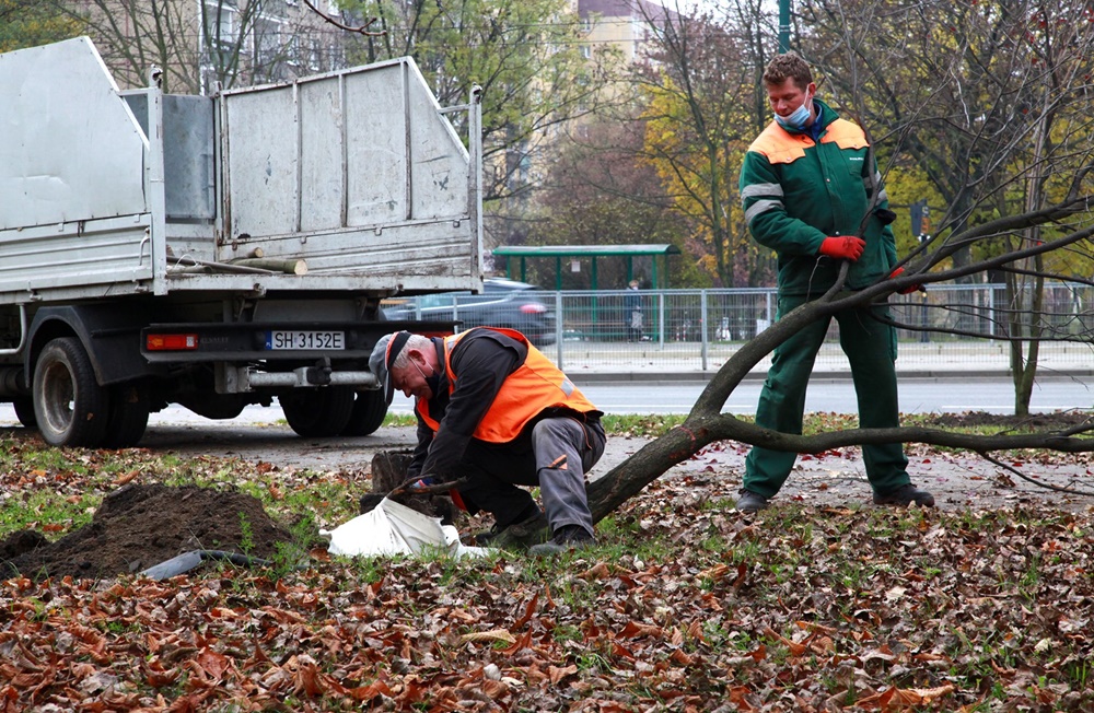 Tak się ratuje drzewa przed wycinką