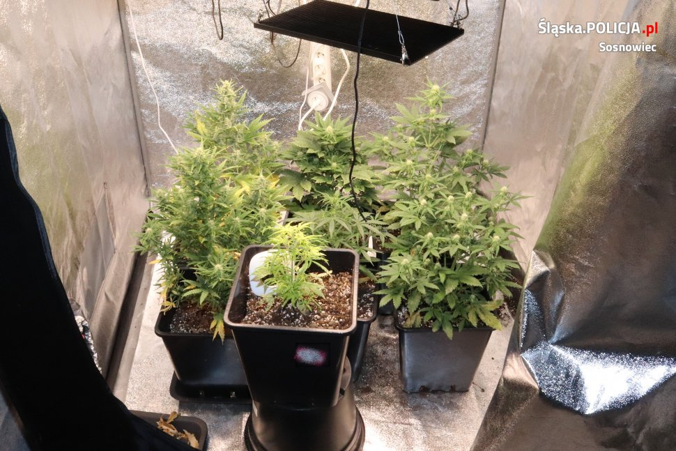 Uprawiał konopie i znęcał się nad partnerką- trafił do aresztu