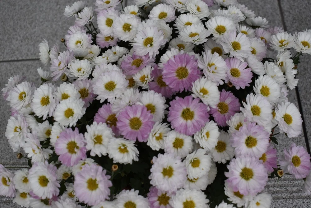 Chryzantemy dla szkół i powiatowych jednostek