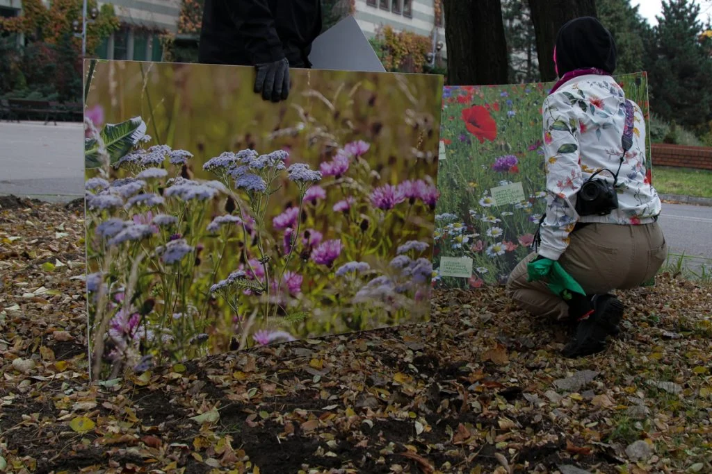 Rusza projekt Metropolitalne Łąki Kwietne
