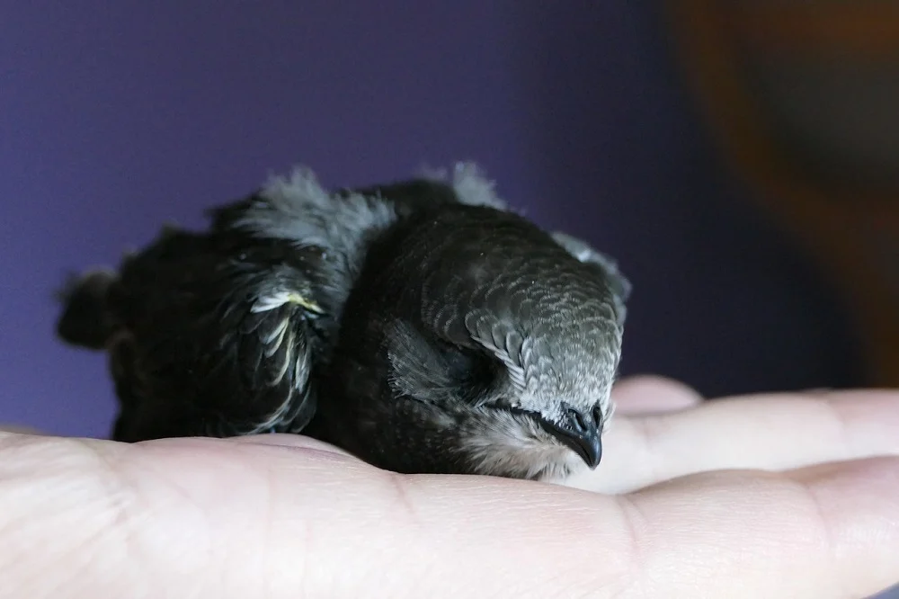 W Chorzowie powstaną ptasie familoki! - #BO2020