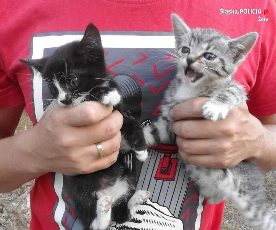 Policjant z żorskiej komendy ratuje koty skazane na pewną śmierć