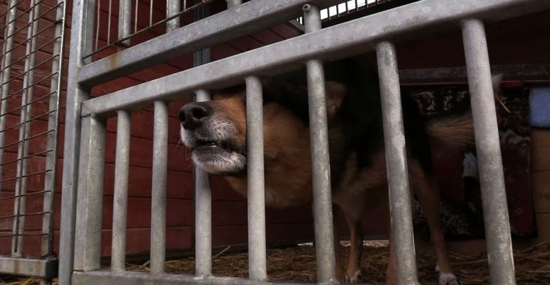 Mysłowice: Schronisko do likwidacji, zwierzęta do adopcji!