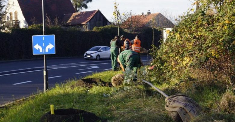 Gliwice: Miasto stawia na zieleń