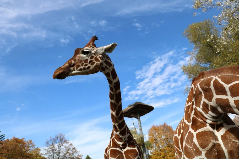 Żyrafa z chorzowskiego ZOO została maskotką Lekkoatletycznych Mistrzostw Świata Sztafet