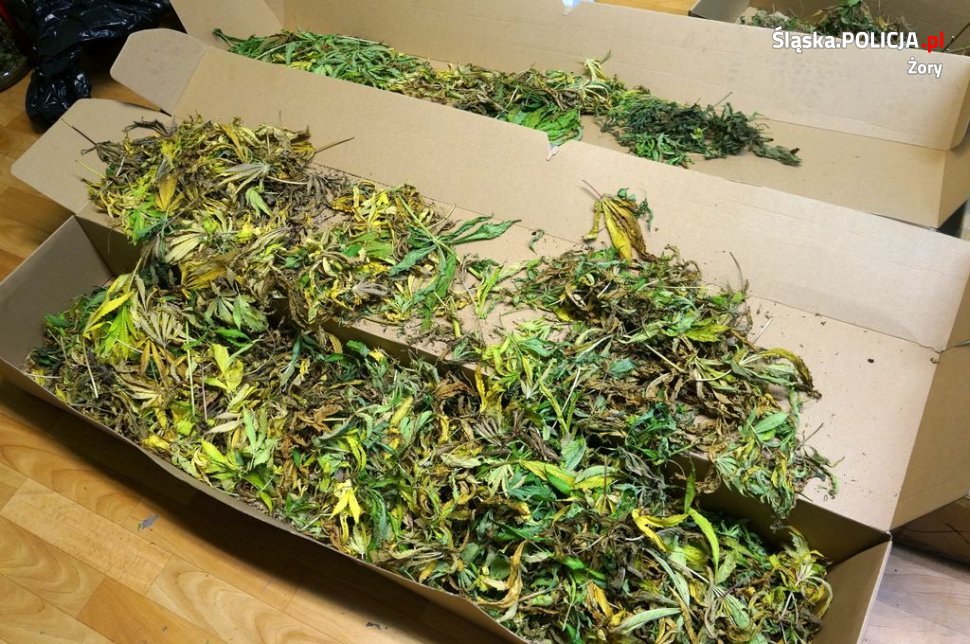Żorscy i katowiccy policjanci zlikwidowali domową plantację konopi