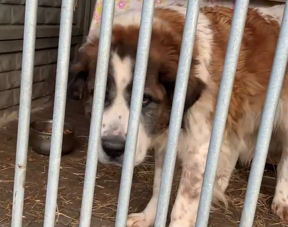 Piekarscy społecznicy pomogli bezdomnym zwierzętom