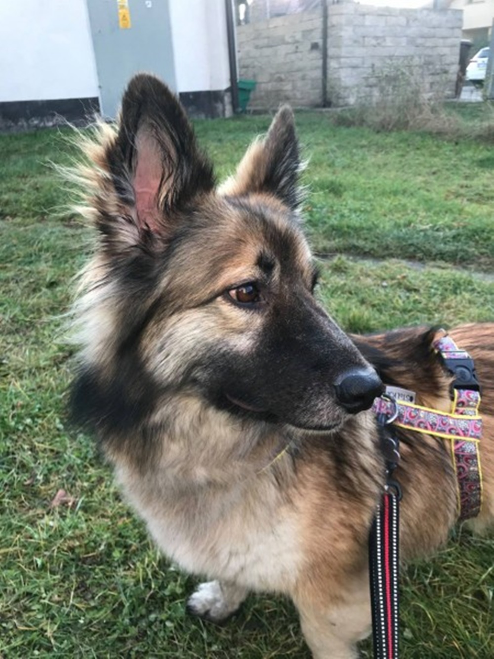 Zaginęła Lili - ciągle jest szansa na jej odnalezienie