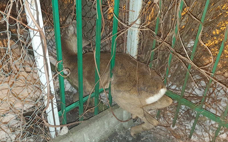 Niebezpieczna przygoda młodej sarny