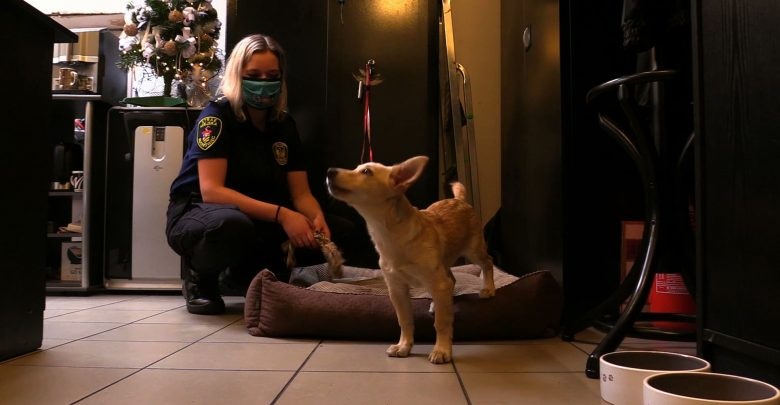 Ten strażnik miejski może jeść z miski, spać w pracy i pchać się na kolana!