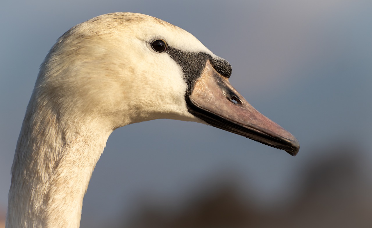 Łabędź w niebezpieczeństwie czy fałszywy alarm?