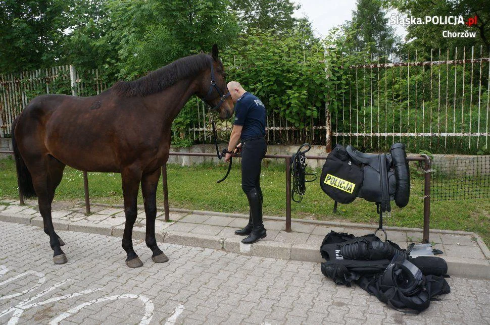 Chorzów: Zamiast komisariatu policji konnej będą mieszkania?