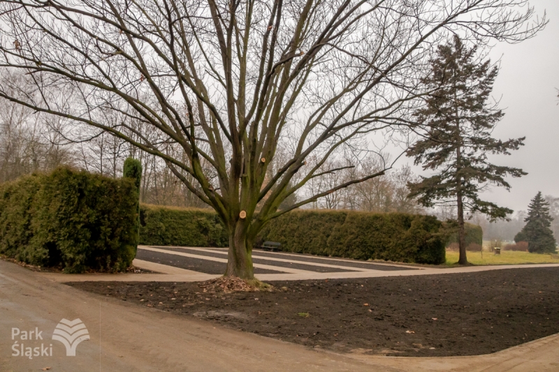 Dobiegła końca modernizacja ścieżek spacerowych wokół alei Różanej