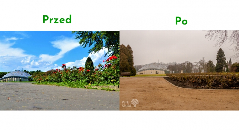 Dobiegła końca modernizacja ścieżek spacerowych wokół alei Różanej