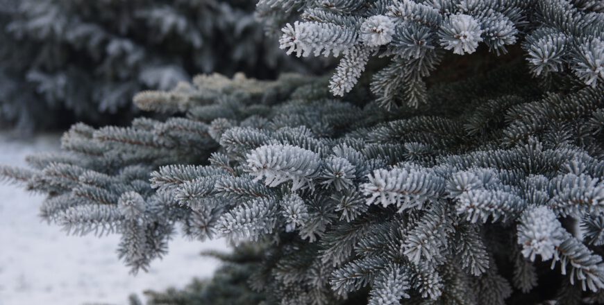 Oddaj swoje bożonarodzeniowe drzewko