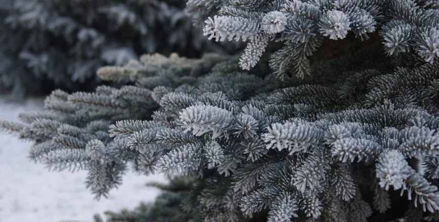 Oddaj swoje bożonarodzeniowe drzewko