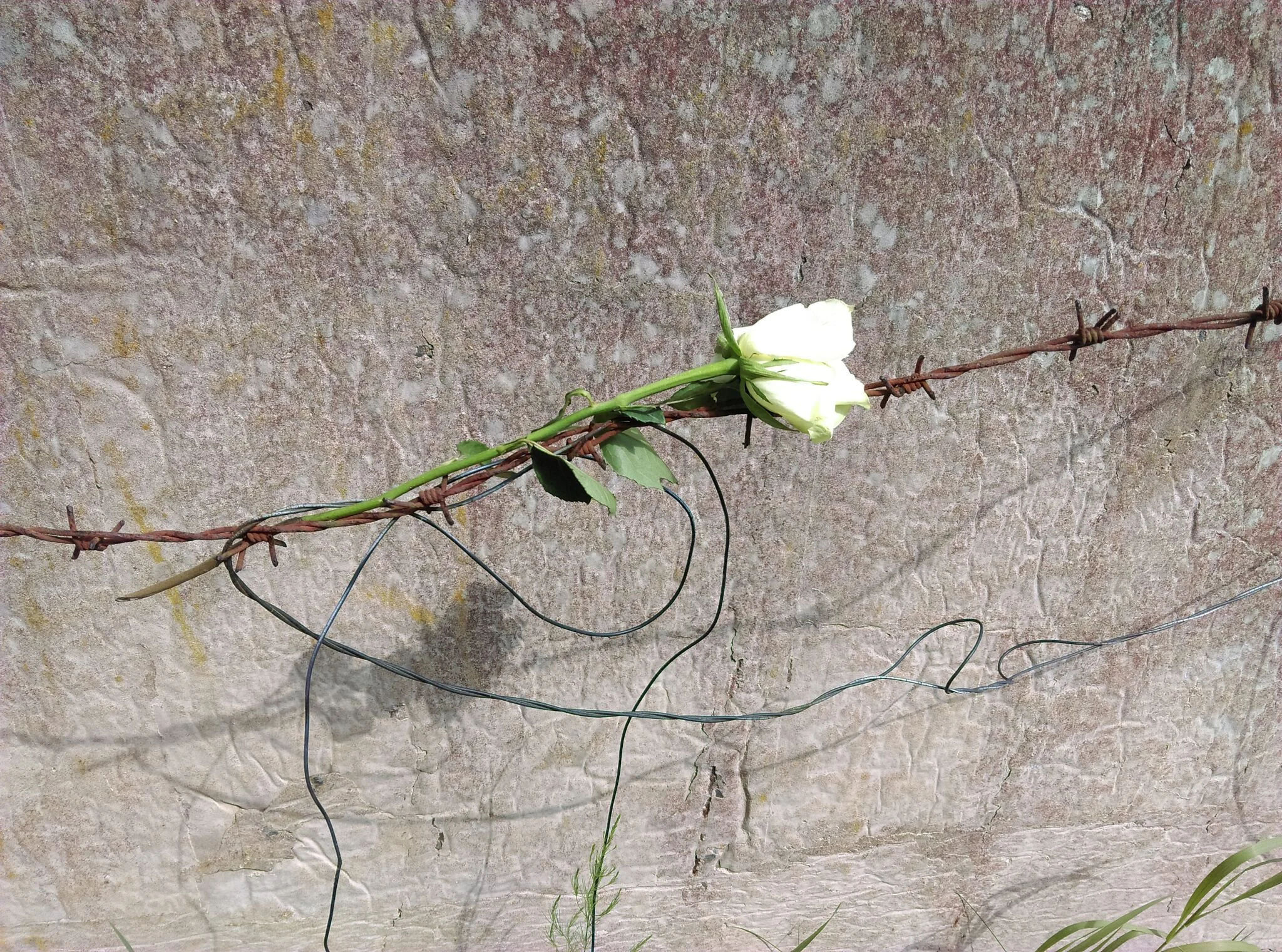 Rusza Konkurs Recytatorski "W kręgu poezji i prozy lagrowej więźniarek KL Ravensbruck"!